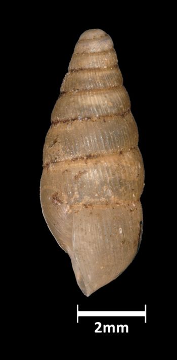 Media type: image;   Malacology 39819 Aspect: lateral